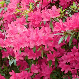 Azalea Chinzan